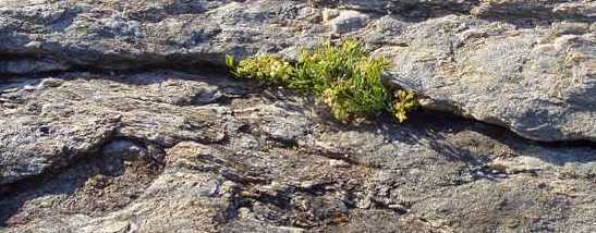 Mousse infiltrer dans la roche de granite
